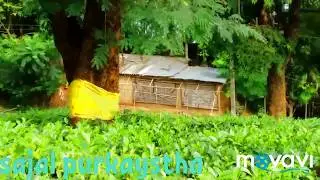 watch best tea garden ) tea garden Panbari/super best pictures/tea garden picture