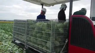 キャベツ収穫機HC1400収穫作業