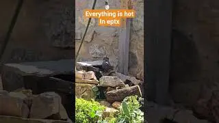 the heat in eptx #heat #hot #eptx #hellpasotx #birds #animales #water