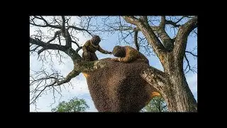Better Than a Monkey? Crazy Tree Climbing to Hunt Wild Honey