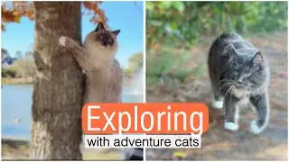 Adventure Cats in Training | Day at the Park