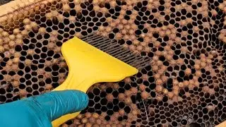 How to do Sacrificial Drone Brood Removal - Varroa control/investigation method