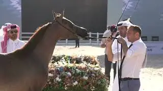 159 - AFREEZ ALMANHAL - AJMAN ARABIAN HORSE CHAMPIONSHIP 02 - 04 January  2026
