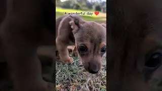 Hi friend 🤗👋💖 #cutepuppy #pets #doglover