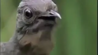 THE THING GOES SKRRRA PA PA PA PA PA SKIRIKI KA KA PUM | С мамцт