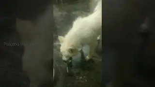 parota with chicken kuruma | இன்னைக்கு ஒரு பிடி | tamil pet video | whatsapp status | #dogslife