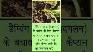 Damping off disease