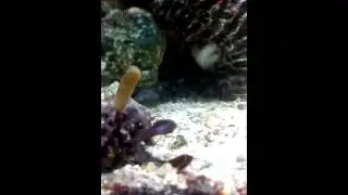Biorb Life 60 marine reef version