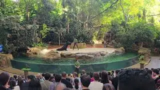 Splash Safari Show | Singapore Zoo | Pumba | Sealion #singapore #singaporezoo #mandai #splashsafari