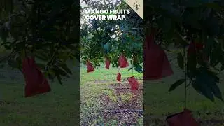 Mango Fruits Wrapping With Brown Paper Bags