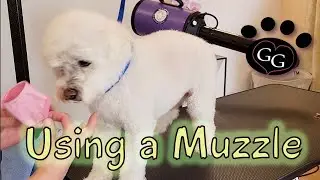 Using a Muzzle - How to Safely Muzzle a Dog for Grooming - Gina's Grooming