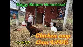 Chicken coop cam live. Snow Day #chicken #birdwatching #backyardchickens #farming #bunny