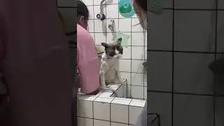 Котик превращается в ... Are you planning to give me a bath? Well I'll show you for it !