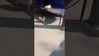 #pug dog lover# shorts( dehrian pigeon club)