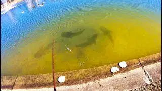 INSANE MONSTER FISH in CITY POND?! (STRANGE)