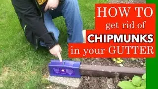 How To Get Rid of Chipmunks In Gutter