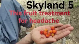 Skyland 5(this fruit treatment for headache)