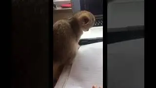 Pat Me, Don't Study