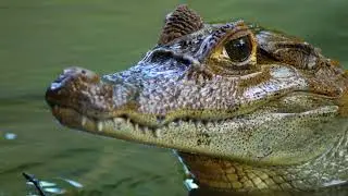 La Cuenca Hidrogr&aacute;fica del Canal de Panam&aacute;