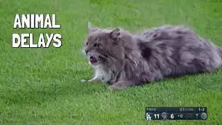 MLB HILARIOUS Animal Delays