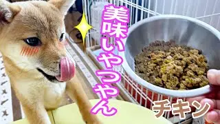 【ASMR】爆食！お初の手作りトッピングにてんやわんや　ココグルメ　柴犬小夏 生後５ヶ月