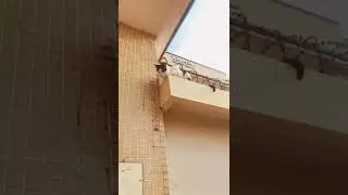 Cat sitting on wall❤️so cute