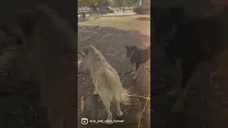 See what positive reinforcement training can do in a reactive dog 💛 Anatolian Shepard Rommie rescue
