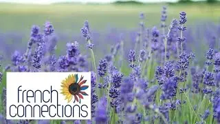 Holiday Rentals in France with French Connections