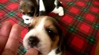 beagle pups : day 21 the first child:parsley & the third child:rosemary