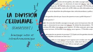 La division cellulaire 📣 (Excercice ) #SNV #L2 G&eacute;n&eacute;tique