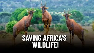 Saving Africa's Wildlife: The Power of Conservancies!
