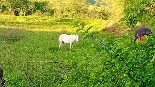 Mato tomando conta do terreno 