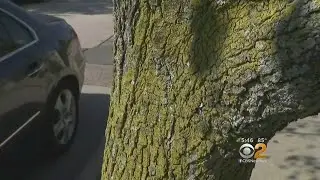 Tri-State Pear Trees Under Attack From Hard-To-Control Fungus