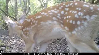 Texas Trail Cam - Fawn Vocalizing with Mom (Volume Up)