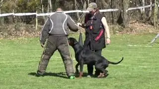 Dobermann Ring I-Roreck Rasham von Bolcanstern