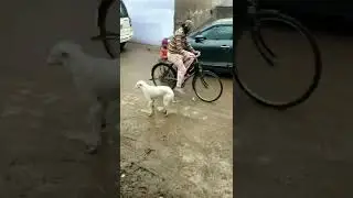 Brother save his sister from dog ❤️😘|#shorts