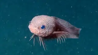 Bumpy Snailfish