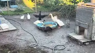 Ducks waking up