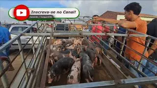 FEIRA DE CAPRINOS É OVINOS EM: ARARA-PB!!! 02/02/2026. 🤠📹🏜