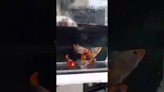 Wild taxido koi#guppy #guppyfish  #greenscreen #trending #youtubeshorts #fish #aquarium
