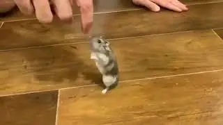 Walking hamster