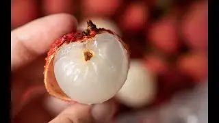 【荔枝保鲜大法】最好吃的两个荔枝品种 【糯米糍】和【桂味】直观对比！
