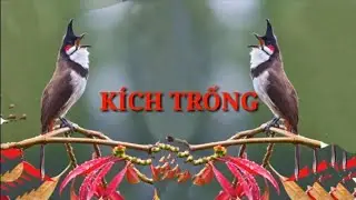 Chào mào mái kích trống nhanh căng lửa 🔥🔥