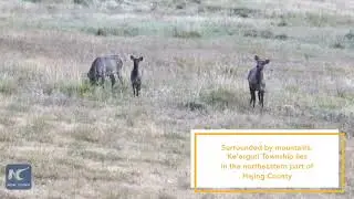 Hirten in Xinjiang &bdquo;teilen&ldquo; Weideland mit Tianshan-Rotwild