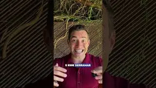 C&eacute;lula  O Limite de Glicose e o Tanque de Gasolina