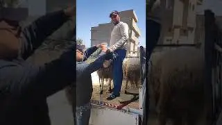 من هنا تأتي البطل 🤯