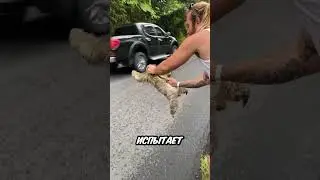 Никогда не трогай ленивца на дороге 🦥❌😱