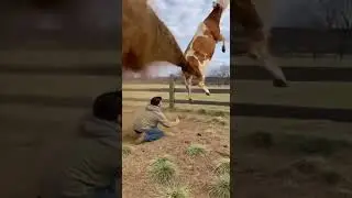 A Cow Flying With the Latest Fuel Technology 🤣 #sora2 #absurd #funny #weird #random #humor