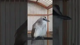 The sound of YELLOW-VENTED BULBUL bird chirping  #yellowventedbulbul #birds #chirping