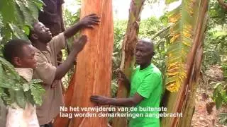 Bark cloth in Uganda